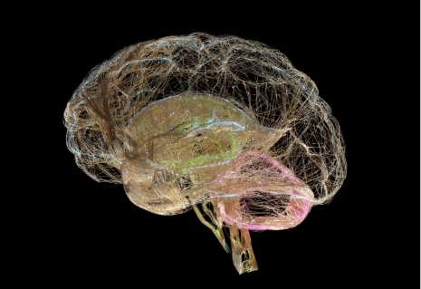 A section of the brain showing connections